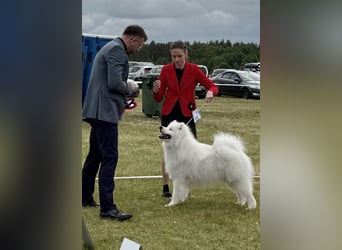 Reinrassiger FCI-registrierter Samojeden-Welpe
