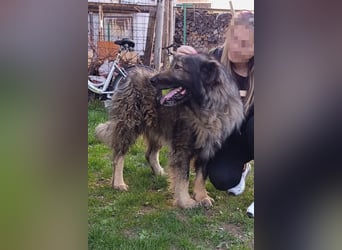 Medo ❤️ treuer, lieber, großer Kuschelbär