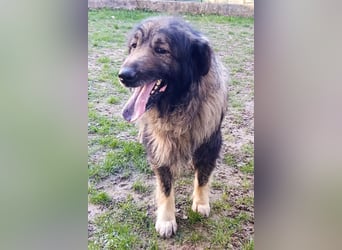 Medo ❤️ treuer, lieber, großer Kuschelbär