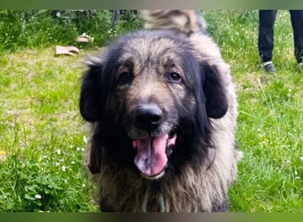 Medo ❤️ treuer, lieber, großer Kuschelbär