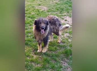 Medo ❤️ treuer, lieber, großer Kuschelbär