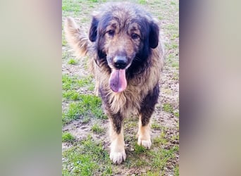 Medo ❤️ treuer, lieber, großer Kuschelbär