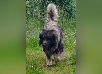 Medo ❤️ treuer, lieber, großer Kuschelbär
