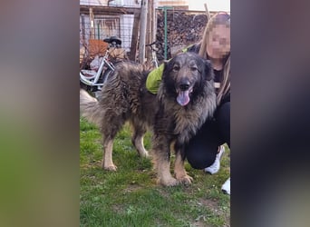 Medo ❤️ treuer, lieber, großer Kuschelbär