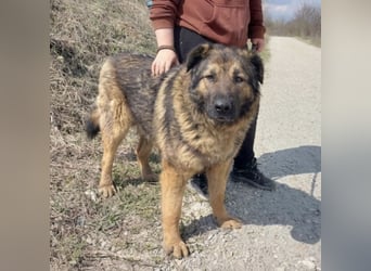 Bison ein Kampfschmuser