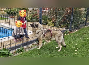 große freundliche Sarplaninac Mischlings-Hündin Sarka sucht ein Zuhause große freundliche Sarplaninac Mischlings-Hündin Sarka sucht ein Zuhause