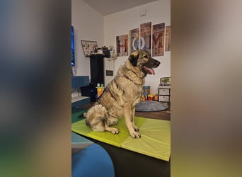 große freundliche Sarplaninac Mischlings-Hündin Sarka sucht ein Zuhause große freundliche Sarplaninac Mischlings-Hündin Sarka sucht ein Zuhause