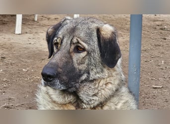 große freundliche Sarplaninac Mischlings-Hündin Sarka sucht ein Zuhause große freundliche Sarplaninac Mischlings-Hündin Sarka sucht ein Zuhause