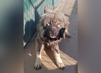 großer Herdenschutzhund Sarplaninac Niro sucht ein Zuhause