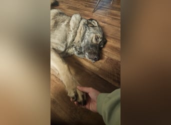 große freundliche Sarplaninac Mischlings-Hündin Sarka sucht ein Zuhause