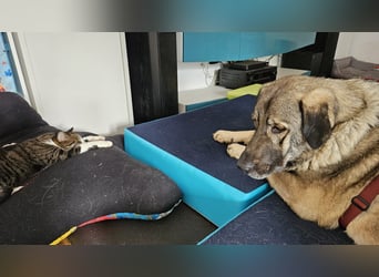 große freundliche Sarplaninac Mischlings-Hündin Sarka sucht ein Zuhause große freundliche Sarplaninac Mischlings-Hündin Sarka sucht ein Zuhause