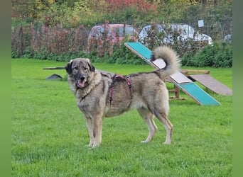 große freundliche Sarplaninac Mischlings-Hündin Sarka sucht ein Zuhause große freundliche Sarplaninac Mischlings-Hündin Sarka sucht ein Zuhause