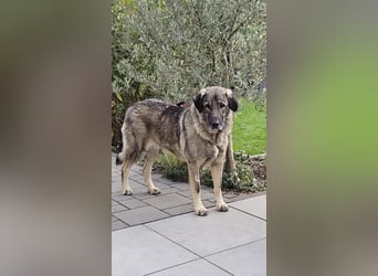 große freundliche Sarplaninac Mischlings-Hündin Sarka sucht ein Zuhause große freundliche Sarplaninac Mischlings-Hündin Sarka sucht ein Zuhause