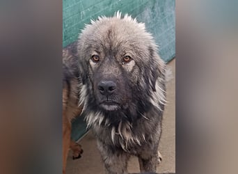 großer Herdenschutzhund Sarplaninac Niro sucht ein Zuhause