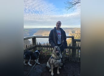 große freundliche Sarplaninac Mischlings-Hündin Sarka sucht ein Zuhause