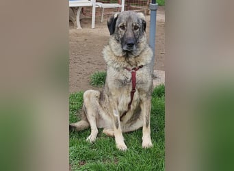 große freundliche Sarplaninac Mischlings-Hündin Sarka sucht ein Zuhause große freundliche Sarplaninac Mischlings-Hündin Sarka sucht ein Zuhause