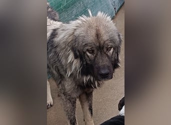 großer Herdenschutzhund Sarplaninac Niro sucht ein Zuhause