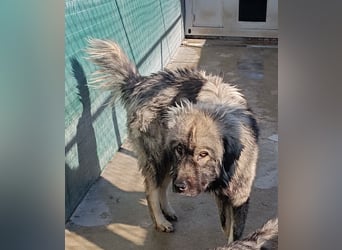 großer Herdenschutzhund Sarplaninac Niro sucht ein Zuhause