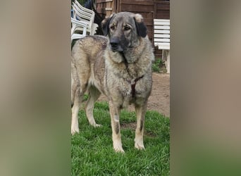 große freundliche Sarplaninac Mischlings-Hündin Sarka sucht ein Zuhause große freundliche Sarplaninac Mischlings-Hündin Sarka sucht ein Zuhause