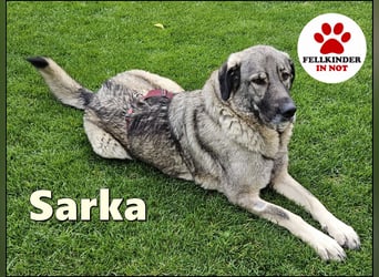 große freundliche Sarplaninac Mischlings-Hündin Sarka sucht ein Zuhause große freundliche Sarplaninac Mischlings-Hündin Sarka sucht ein Zuhause
