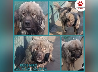 großer Herdenschutzhund Sarplaninac Niro sucht ein Zuhause