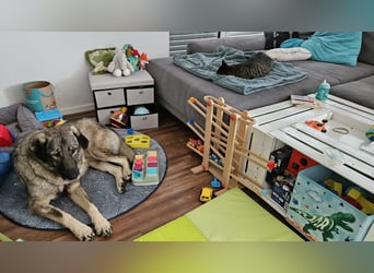 große freundliche Sarplaninac Mischlings-Hündin Sarka sucht ein Zuhause große freundliche Sarplaninac Mischlings-Hündin Sarka sucht ein Zuhause