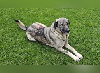 große freundliche Sarplaninac Mischlings-Hündin Sarka sucht ein Zuhause große freundliche Sarplaninac Mischlings-Hündin Sarka sucht ein Zuhause