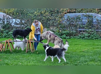 große freundliche Sarplaninac Mischlings-Hündin Sarka sucht ein Zuhause große freundliche Sarplaninac Mischlings-Hündin Sarka sucht ein Zuhause