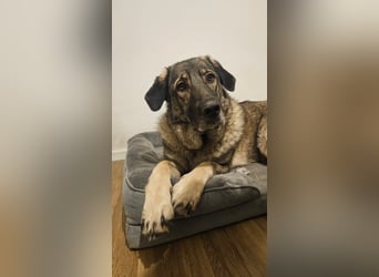 große freundliche Sarplaninac Mischlings-Hündin Sarka sucht ein Zuhause