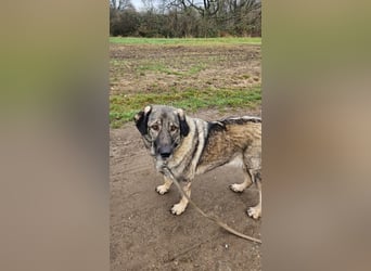 große freundliche Sarplaninac Mischlings-Hündin Sarka sucht ein Zuhause