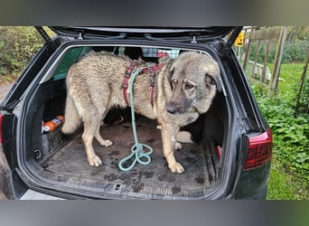 große freundliche Sarplaninac Mischlings-Hündin Sarka sucht ein Zuhause große freundliche Sarplaninac Mischlings-Hündin Sarka sucht ein Zuhause