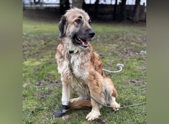 Rosie eine Schönheit