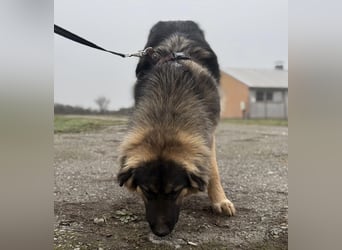 Nemar ein großer wundervoller Rüde