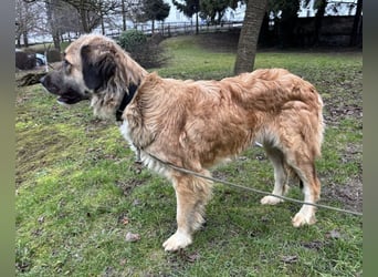 Rosie eine Schönheit