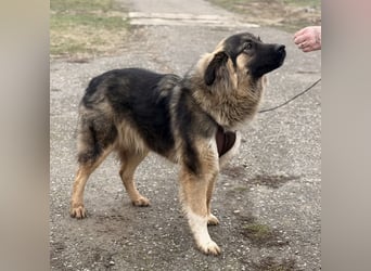 Nemar ein großer wundervoller Rüde