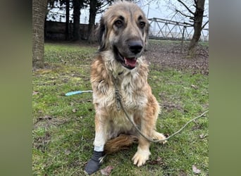 Rosie eine Schönheit