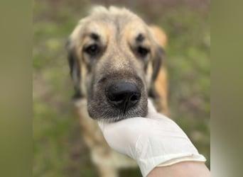 Rosie eine Schönheit