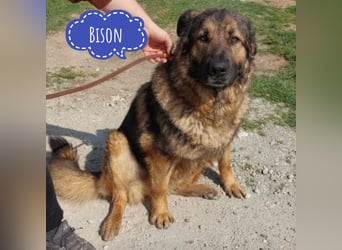 Bison ein Kampfschmuser