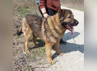 Bison ein Kampfschmuser