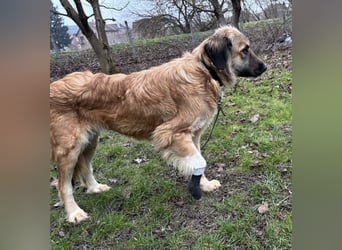 Rosie eine Schönheit