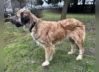 Rosie eine Schönheit