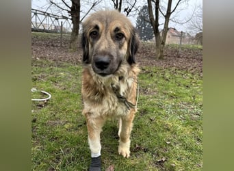 Rosie eine Schönheit