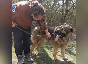 Bison ein Kampfschmuser