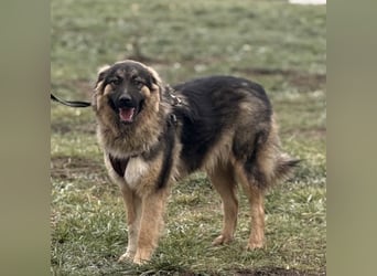 Nemar ein großer wundervoller Rüde