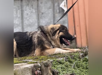 Nemar ein großer wundervoller Rüde