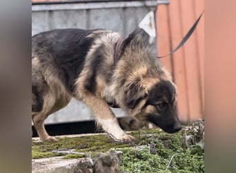 Nemar ein großer wundervoller Rüde
