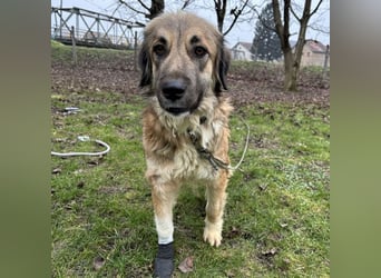 Rosie eine Schönheit