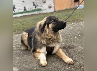 Nemar ein großer wundervoller Rüde