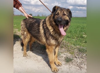 Bison ein Kampfschmuser