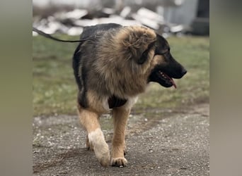 Nemar ein großer wundervoller Rüde